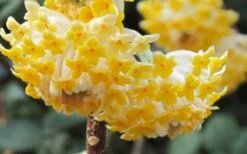 Winter Gold Edgeworthia Chrysantha (Paper Bush) - 1 Gallon Pot -Botanica Tree Store Edgeworthia Paper Bush