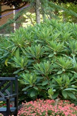 Snow Cream Edgeworthia Paper Bush - 5 Gallon -Botanica Tree Store Edgeworthia Snow Cream 7