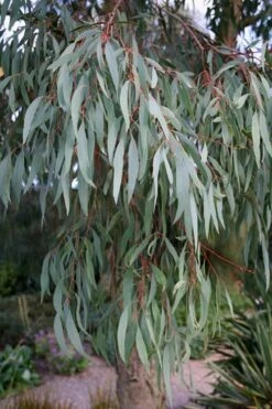 Angus Cold Hardy Eucalyptus Tree (Eucalyptus Nicholii) - 6 Pack Of 1 Gallon Pots 15 Angus Cold Hardy Eucalyptus Tree (Eucalyptus Nicholii) - 6 Pack Of 1 Gallon Pots -Botanica Tree Store Eucalyptus Angus 15 1
