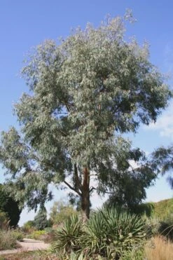 Angus Cold Hardy Eucalyptus Tree (Eucalyptus Nicholii) - 6 Pack Of 1 Gallon Pots 14 Angus Cold Hardy Eucalyptus Tree (Eucalyptus Nicholii) - 6 Pack Of 1 Gallon Pots -Botanica Tree Store Eucalyptus Angus 16 1