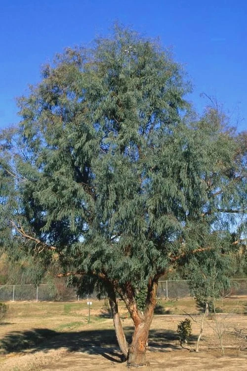 Angus Cold Hardy Eucalyptus Tree (Eucalyptus Nicholii) - Quart Pot 4 Angus Cold Hardy Eucalyptus Tree (Eucalyptus Nicholii) - Quart Pot - Image 4