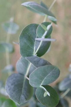 Big O Cold Hardy Eucalyptus Tree (Eucalyptus Neglecta) - 3 Gallon Pot 15 Big O Cold Hardy Eucalyptus Tree (Eucalyptus Neglecta) - 3 Gallon Pot -Botanica Tree Store Eucalyptus Big O 3 500x750 3