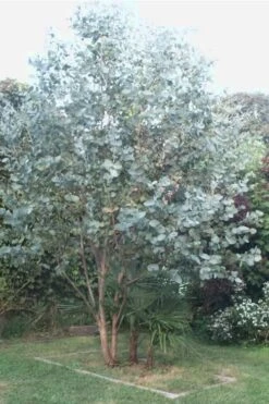 Big O Cold Hardy Eucalyptus Tree (Eucalyptus Neglecta) - 1 Gallon Pot 11 Big O Cold Hardy Eucalyptus Tree (Eucalyptus Neglecta) - 1 Gallon Pot -Botanica Tree Store Eucalyptus Big O 5 500x750 8