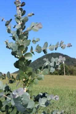 Big O Cold Hardy Eucalyptus Tree (Eucalyptus Neglecta) - 1 Gallon Pot 13 Big O Cold Hardy Eucalyptus Tree (Eucalyptus Neglecta) - 1 Gallon Pot -Botanica Tree Store Eucalyptus Big O Cold 2 500x750 8
