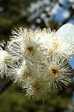 Bluey Cold Hardy Eucalyptus Tree (Eucalyptus Pulverulenta) - 1 Gallon Pot -Botanica Tree Store Eucalyptus Bluey 6