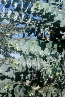Bluey Cold Hardy Eucalyptus Tree (Eucalyptus Pulverulenta) - 3 Gallon Pot -Botanica Tree Store Eucalyptus Bluey 8 3