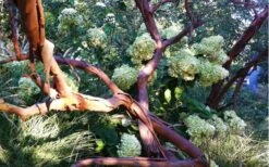 Funky Monkey Cold Hardy Eucalyptus Tree (Eucalyptus Parvula) - 3 Quart Pot 11 Funky Monkey Cold Hardy Eucalyptus Tree (Eucalyptus Parvula) - 3 Quart Pot -Botanica Tree Store Eucalyptus Funky Monkey Branches 4