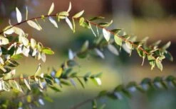 Funky Monkey Cold Hardy Eucalyptus Tree (Eucalyptus Parvula) - 3 Gallon Pot 12 Funky Monkey Cold Hardy Eucalyptus Tree (Eucalyptus Parvula) - 3 Gallon Pot -Botanica Tree Store Eucalyptus Funky Monkey Leaves 2