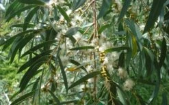 Funky Monkey Cold Hardy Eucalyptus Tree (Eucalyptus Parvula) - 6 Pack Of 1 Gallon Pots 10 Funky Monkey Cold Hardy Eucalyptus Tree (Eucalyptus Parvula) - 6 Pack Of 1 Gallon Pots -Botanica Tree Store Eucalyptus Funky Monkey Leaves Mature