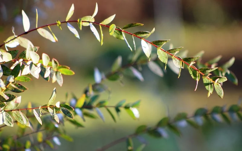 Funky Monkey Cold Hardy Eucalyptus Tree (Eucalyptus Parvula) - 6 Pack Of 1 Gallon Pots 6 Funky Monkey Cold Hardy Eucalyptus Tree (Eucalyptus Parvula) - 6 Pack Of 1 Gallon Pots - Image 6