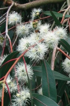Jersey Girl Cold Hardy Eucalyptus Tree (Eucalyptus Macarthurii) - 1 Gallon Pot -Botanica Tree Store Eucalyptus Jersey Girl 1 3