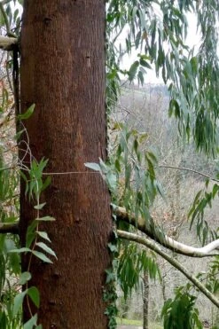 Jersey Girl Cold Hardy Eucalyptus Tree (Eucalyptus Macarthurii) - 3 Quart Pot -Botanica Tree Store Eucalyptus Jersey Girl 2 2