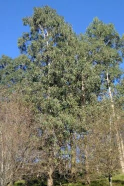 Jersey Girl Cold Hardy Eucalyptus Tree (Eucalyptus Macarthurii) - 3 Gallon Pot -Botanica Tree Store Eucalyptus Jersey Girl 3 1