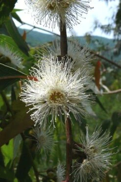 Jersey Girl Cold Hardy Eucalyptus Tree (Eucalyptus Macarthurii) - 6 Pack Of 1 Gallon Pots -Botanica Tree Store Eucalyptus Jersey Girl 4