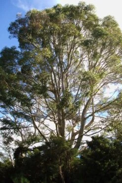 Jersey Girl Cold Hardy Eucalyptus Tree (Eucalyptus Macarthurii) - 1 Gallon Pot -Botanica Tree Store Eucalyptus Jersey Girl 6 3