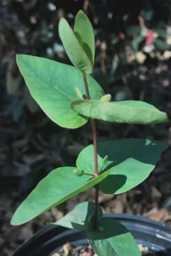 Jersey Girl Cold Hardy Eucalyptus Tree (Eucalyptus Macarthurii) - 2 Gallon Pot -Botanica Tree Store Eucalyptus Jersey Girl 7 4