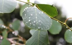 Lucky Country Cold Hardy Eucalyptus Tree (Eucalyptus Camphora) - 3 Gallon Pot -Botanica Tree Store Eucalyptus Lucky Country 2 3