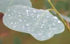 Lucky Country Cold Hardy Eucalyptus Tree (Eucalyptus Camphora) - 1 Gallon Pot -Botanica Tree Store Eucalyptus Lucky Country 3 1