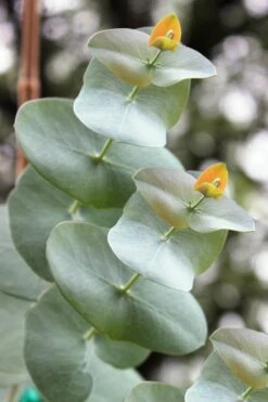 Luna Cold Hardy Eucalyptus Tree (Eucalyptus Perriniana) - 3 Gallon Pot -Botanica Tree Store Eucalyptus Luna 1 4