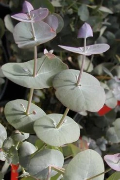Luna Cold Hardy Eucalyptus Tree (Eucalyptus Perriniana) - 1 Gallon Pot -Botanica Tree Store Eucalyptus Luna 13 2