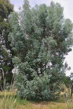 Luna Cold Hardy Eucalyptus Tree (Eucalyptus Perriniana) - 3 Quart Pot -Botanica Tree Store Eucalyptus Luna 5 1