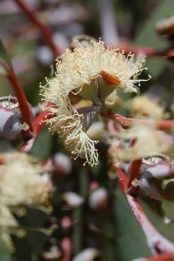 Luna Cold Hardy Eucalyptus Tree (Eucalyptus Perriniana) - 3 Quart Pot -Botanica Tree Store Eucalyptus Luna 6 1