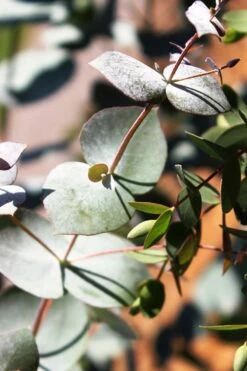 Maggie Cold Hardy Eucalyptus Tree (Eucalyptus Nova Anglica) - 2 Gallon Pot -Botanica Tree Store Eucalyptus Maggie 10 1