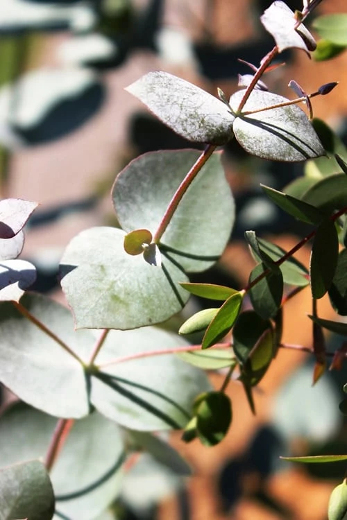 Maggie Cold Hardy Eucalyptus Tree (Eucalyptus Nova Anglica) - Quart Pot 6 Maggie Cold Hardy Eucalyptus Tree (Eucalyptus Nova Anglica) - Quart Pot - Image 6