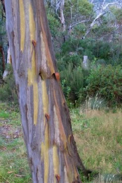 Sheila Cold Hardy Eucalyptus Tree (Eucalyptus Stellulata) - Quart Pot -Botanica Tree Store Eucalyptus Sheila 10