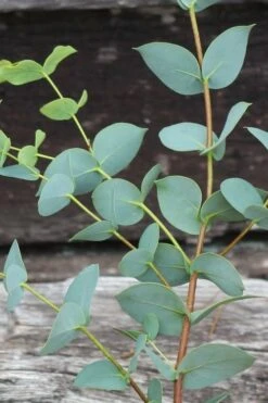 Sheila Cold Hardy Eucalyptus Tree (Eucalyptus Stellulata) - Quart Pot -Botanica Tree Store Eucalyptus Sheila 2