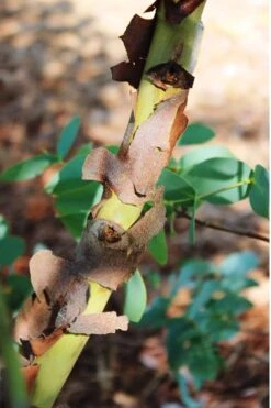 Sheila Cold Hardy Eucalyptus Tree (Eucalyptus Stellulata) - 3 Gallon Pot -Botanica Tree Store Eucalyptus Sheila 9 1