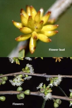 Skinny Minny Hardy Eucalyptus Tree (Eucalyptus Moorei) - 6 Pack Of 1 Gallon Pots -Botanica Tree Store Eucalyptus Skinny Minny 1 3