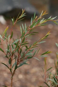 Skinny Minny Hardy Eucalyptus Tree (Eucalyptus Moorei) - 2 Gallon Pot 7 Skinny Minny Hardy Eucalyptus Tree (Eucalyptus Moorei) - 2 Gallon Pot -Botanica Tree Store Eucalyptus Skinny Minny 2 5