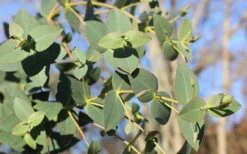 Cab Sav Cold Hardy Eucalyptus Tree (Eucalyptus Rubida) - 1 Gallon Pot -Botanica Tree Store Eucalyptus Tree Cab Sav Rubida