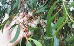 Grace Cold Hardy Eucalyptus Tree (Eucalyptus Elliptica) - 1 Gallon Pot 8 Grace Cold Hardy Eucalyptus Tree (Eucalyptus Elliptica) - 1 Gallon Pot -Botanica Tree Store Eucalyptus Tree Grace White Gum Elliptica 1