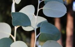 Mappa Tassie Cold Hardy Eucalyptus Tree (Eucalyptus Pauciflora) - Quart Pot -Botanica Tree Store Eucalyptus Tree Mappa Tassie Pauciflora Snow Gum 4