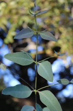Grace Cold Hardy Eucalyptus Tree (Eucalyptus Elliptica) - 1 Gallon Pot 9 Grace Cold Hardy Eucalyptus Tree (Eucalyptus Elliptica) - 1 Gallon Pot -Botanica Tree Store Eucalytptus Grace BS 1