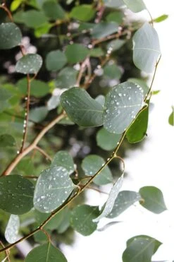 Lucky Country Cold Hardy Eucalyptus Tree (Eucalyptus Camphora) - 5 Gallon Pot 13 Lucky Country Cold Hardy Eucalyptus Tree (Eucalyptus Camphora) - 5 Gallon Pot -Botanica Tree Store Eucalytptus Lucky Country BS