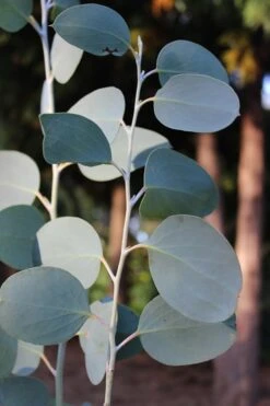 Mappa Tassie Cold Hardy Eucalyptus Tree (Eucalyptus Pauciflora) - 1 Gallon Pot 11 Mappa Tassie Cold Hardy Eucalyptus Tree (Eucalyptus Pauciflora) - 1 Gallon Pot -Botanica Tree Store Eucalytptus Mappa Tassie BS 2