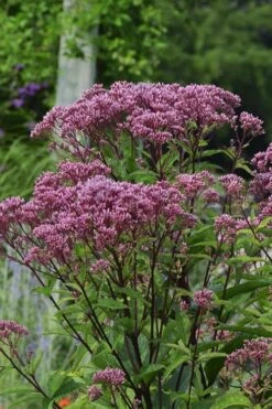 Eupatorium Dubium 'Baby Joe' (Joe Pye Weed) - 1 Gallon Pot -Botanica Tree Store Eupatorium Baby Joe 1