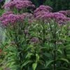 Eupatorium Dubium 'Baby Joe' (Joe Pye Weed) - 1 Gallon Pot