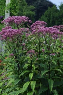 Eupatorium Dubium 'Baby Joe' (Joe Pye Weed) - 1 Gallon Pot