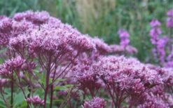 Eupatorium Dubium 'Little Joe' (Joe Pye Weed) - 1 Gallon Pot 9 Eupatorium Dubium 'Little Joe' (Joe Pye Weed) - 1 Gallon Pot -Botanica Tree Store Eupatorium Little Joe 2