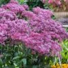 Eupatorium Dubium 'Little Joe' (Joe Pye Weed) - 1 Gallon Pot