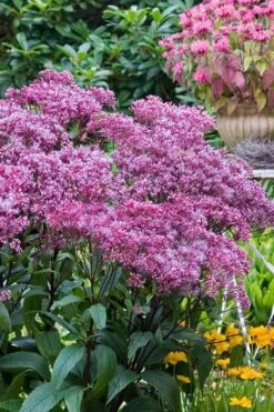 Eupatorium Dubium 'Little Joe' (Joe Pye Weed) - 1 Gallon Pot