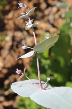 Maggie Cold Hardy Eucalyptus Tree (Eucalyptus Nova Anglica) - 3 Quart Pot 9 Maggie Cold Hardy Eucalyptus Tree (Eucalyptus Nova Anglica) - 3 Quart Pot -Botanica Tree Store Eusalyptus Maggie 1 500x750 1