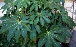 Fatsia Japonica - Japanese Aralia - Glossy Paper Plant - 5 Gallon Pot -Botanica Tree Store Fatsia Japanese Aralia 1 2