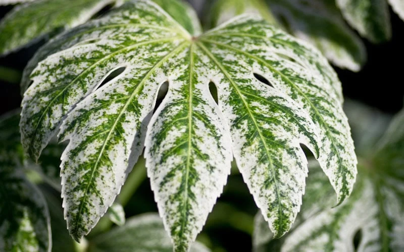 Spider's Web Fatsia - Japanese Aralia Paper Plant - 2 Gallon Pot 7 Spider's Web Fatsia - Japanese Aralia Paper Plant - 2 Gallon Pot - Image 7