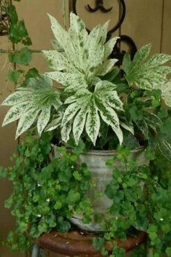 Spider's Web Fatsia - Japanese Aralia Paper Plant - 5 Gallon Pot -Botanica Tree Store Fatsia Spiders Web 21 2