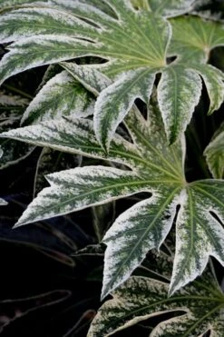 Spider's Web Fatsia - Japanese Aralia Paper Plant - 1 Gallon Pot -Botanica Tree Store Fatsia Spiders Web 24 3